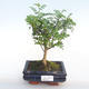 Indoor bonsai - Zantoxylum piperitum - Pepper tree PB220383 - 1/4