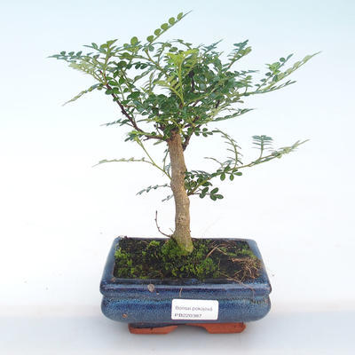 Indoor bonsai - Zantoxylum piperitum - Pepper tree PB220387 - 1