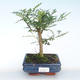 Indoor bonsai - Zantoxylum piperitum - Pepper tree PB220387 - 1/4