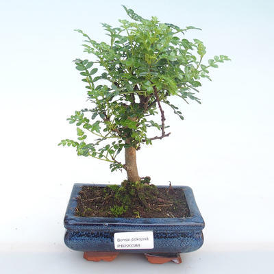 Indoor bonsai - Zantoxylum piperitum - Pepper tree PB220388 - 1