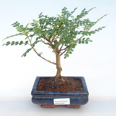Indoor bonsai - Zantoxylum piperitum - Pepper tree PB220389 - 1