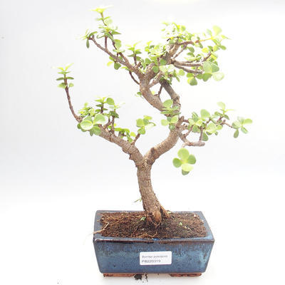 Indoor bonsai - Portulakaria Afra - Thicket PB220319 - 1