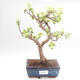 Indoor bonsai - Portulakaria Afra - Thicket PB220319 - 1/2