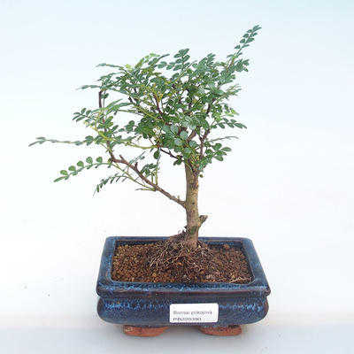 Indoor bonsai - Zantoxylum piperitum - Pepper tree PB220390 - 1
