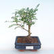 Indoor bonsai - Zantoxylum piperitum - Pepper tree PB220390 - 1/4