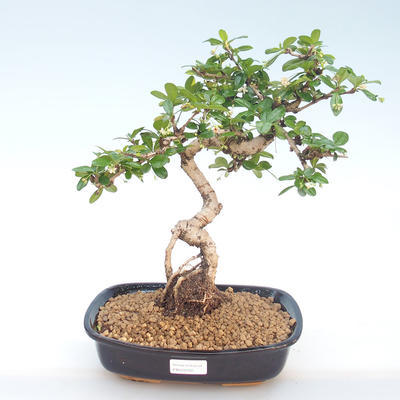 Indoor bonsai - Carmona macrophylla - Tea fuki PB220391 - 1
