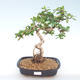 Indoor bonsai - Carmona macrophylla - Tea fuki PB220391 - 1/5