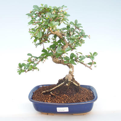 Indoor bonsai - Carmona macrophylla - Tea fuki PB220393 - 1