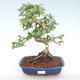 Indoor bonsai - Carmona macrophylla - Tea fuki PB220394 - 1/5