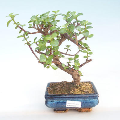 Indoor bonsai - Portulakaria Afra - Thicket PB220398 - 1