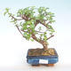 Indoor bonsai - Portulakaria Afra - Thicket PB220398 - 1/2