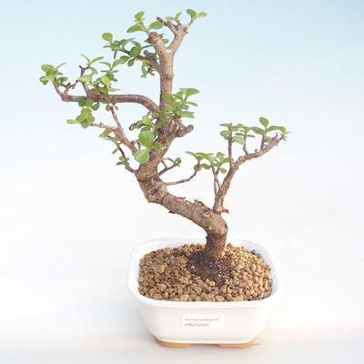 Indoor bonsai - Portulakaria Afra - Thicket PB220397 - 1
