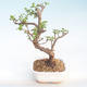 Indoor bonsai - Portulakaria Afra - Thicket PB220397 - 1/2