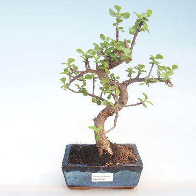 Indoor bonsai - Portulakaria Afra - Thicket PB220399 - 1