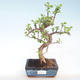Indoor bonsai - Portulakaria Afra - Thicket PB220399 - 1/2