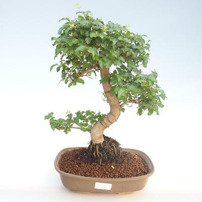 Indoor bonsai -Ligustrum chinensis - Privet PB220402 - 1