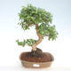 Indoor bonsai -Ligustrum chinensis - Privet PB220402 - 1/3