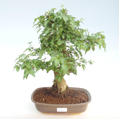 Indoor bonsai -Ligustrum chinensis - Privet PB220404 - 1
