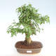 Indoor bonsai -Ligustrum chinensis - Privet PB220404 - 1/3