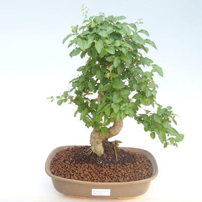 Indoor bonsai -Ligustrum chinensis - Privet PB220405 - 1