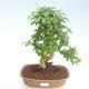 Indoor bonsai -Ligustrum chinensis - Privet PB220405 - 1/3