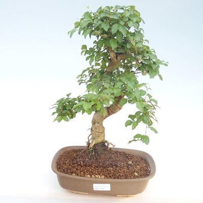 Indoor bonsai -Ligustrum chinensis - Privet PB220406 - 1