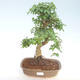 Indoor bonsai -Ligustrum chinensis - Privet PB220406 - 1/3