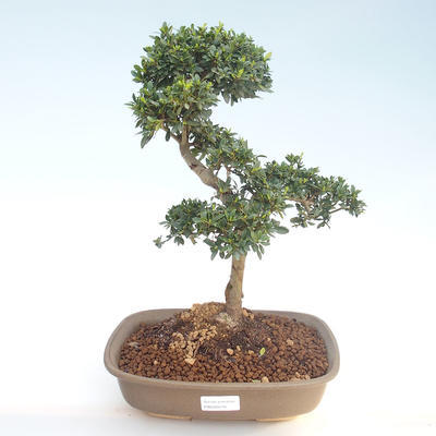 Indoor bonsai - Ilex crenata - Holly PB220410