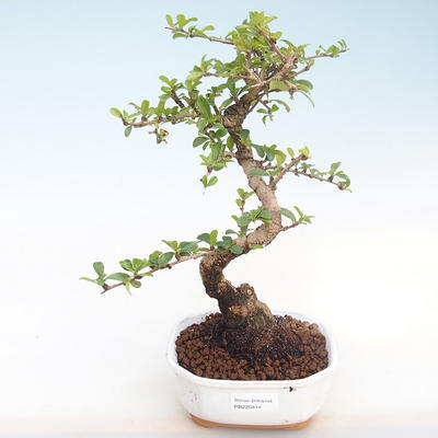 Indoor bonsai - Carmona macrophylla - Tea fuki PB220414 - 1