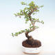 Indoor bonsai - Carmona macrophylla - Tea fuki PB220414 - 1/5