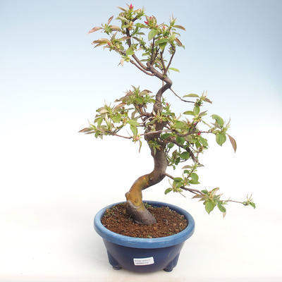 Indoor bonsai - Pseudocydonia sinensis - Chinese quince VB2020-415 - 1