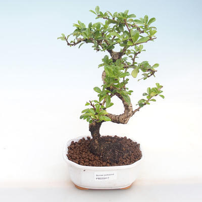 Indoor bonsai - Carmona macrophylla - Tea fuki PB220417 - 1