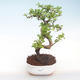 Indoor bonsai - Carmona macrophylla - Tea fuki PB220417 - 1/5