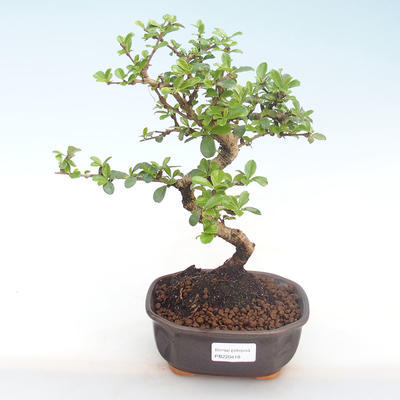 Indoor bonsai - Carmona macrophylla - Tea fuki PB220418 - 1