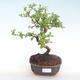 Indoor bonsai - Carmona macrophylla - Tea fuki PB220418 - 1/5