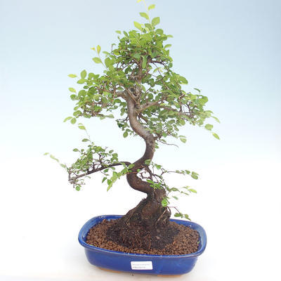 Indoor bonsai - Ulmus parvifolia - Small leaf elm PB220419 - 1
