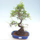 Indoor bonsai - Ulmus parvifolia - Small leaf elm PB220419 - 1/3