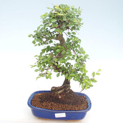 Indoor bonsai - Ulmus parvifolia - Small leaf elm PB220420 - 1