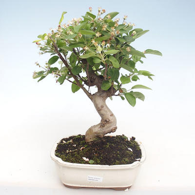 Outdoor bonsai - Malus halliana - Small Apple VB2020-424 - 1
