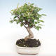 Outdoor bonsai - Malus halliana - Small Apple VB2020-424 - 1/5