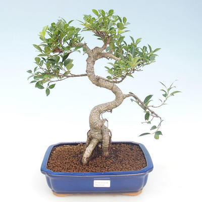 Indoor bonsai - Ficus retusa - small leaf ficus PB220428 - 1