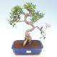 Indoor bonsai - Ficus retusa - small leaf ficus PB220428 - 1/2