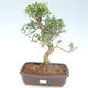 Indoor bonsai - Ficus retusa - small leaf ficus PB220429 - 1/2