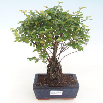 Indoor bonsai - Sagerécie thea - Sagerécie thea PB220431 - 1