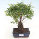 Indoor bonsai - Sagerécie thea - Sagerécie thea PB220431 - 1/4