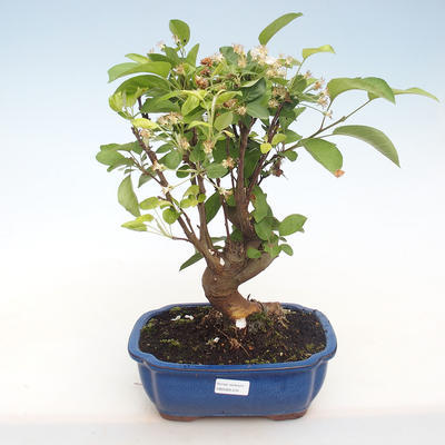 Outdoor bonsai - Malus halliana - Small Apple VB2020-431 - 1