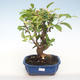 Outdoor bonsai - Malus halliana - Small Apple VB2020-431 - 1/5