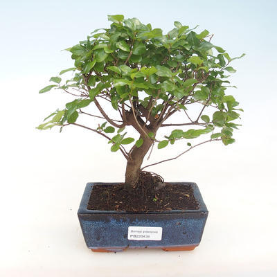 Indoor bonsai - Sagerécie thea - Sagerécie thea PB220434 - 1