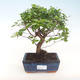 Indoor bonsai - Sagerécie thea - Sagerécie thea PB220434 - 1/4