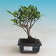 Room bonsai - Ficus retusa - small ficus - 1/2